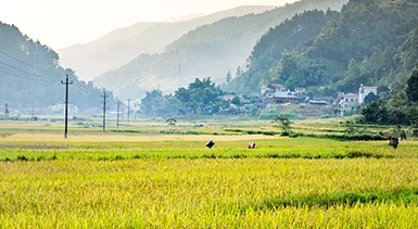 Arrozales y una aldea rural apoyados por la labor de revitalizaci&oacute;n rural de Sieyuan